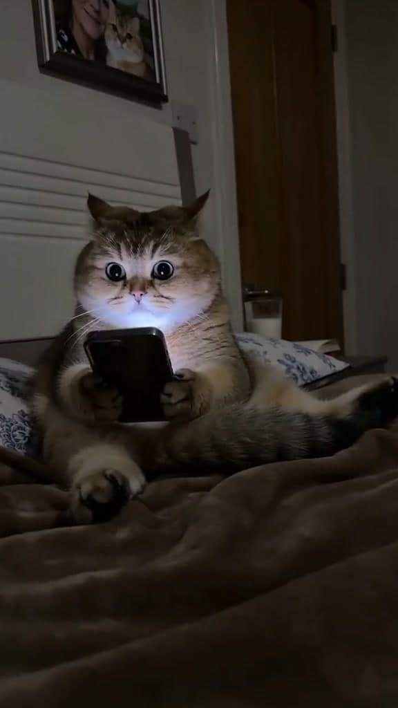 A dimly lit bedroom at night. A fluffy, light-brown tabby cat is sitting upright on a bed, leaning against a white headboard. The cat is holding a smartphone with its paws, the screen's glow illuminating its face and wide, focused eyes. Above the headboard hangs a framed picture of a woman and a cat. To the right, a wooden door is slightly ajar, leading to a darker hallway. A glass of milk sits on the bedside table. The room is cozy, with a brown fuzzy blanket covering the bed.

[TECHNICAL DETAILS]:
Camera Shot: Low-angle medium shot, static. The camera is positioned at the foot of the bed, looking up at the cat.
Mood: Humorous, cozy, and slightly suspenseful.

[ACTIONS]:
1. The cat is seen staring intently at the glowing smartphone screen.
2. The cat suddenly hears a noise and looks toward the bedroom door.
3. In a quick, panicked motion, the cat drops the phone and dives under the brown blanket, pretending to sleep.
4. The bedroom door creaks open further, and a woman peeks into the room to check on the cat.
5. The cat remains perfectly still under the blanket, eyes closed, as if in deep sleep.

[DIALOGUE]:
"[Sound of digital tapping/scrolling]"
"[The sound of a door creaking open]"
"[Ambient quiet room sounds]"
